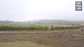 Secret Grape Site, Pinot Noir, Part 1